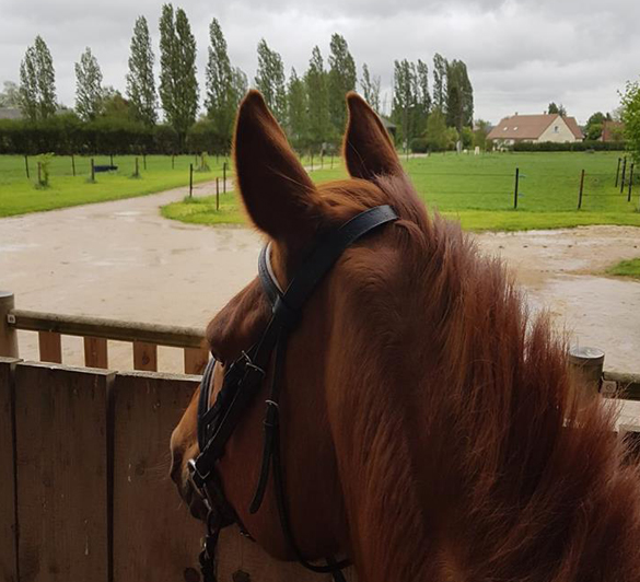 hébergement chevaux